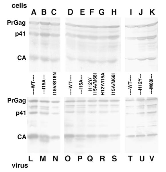 Fig. 4