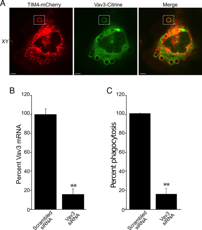 FIGURE 9: