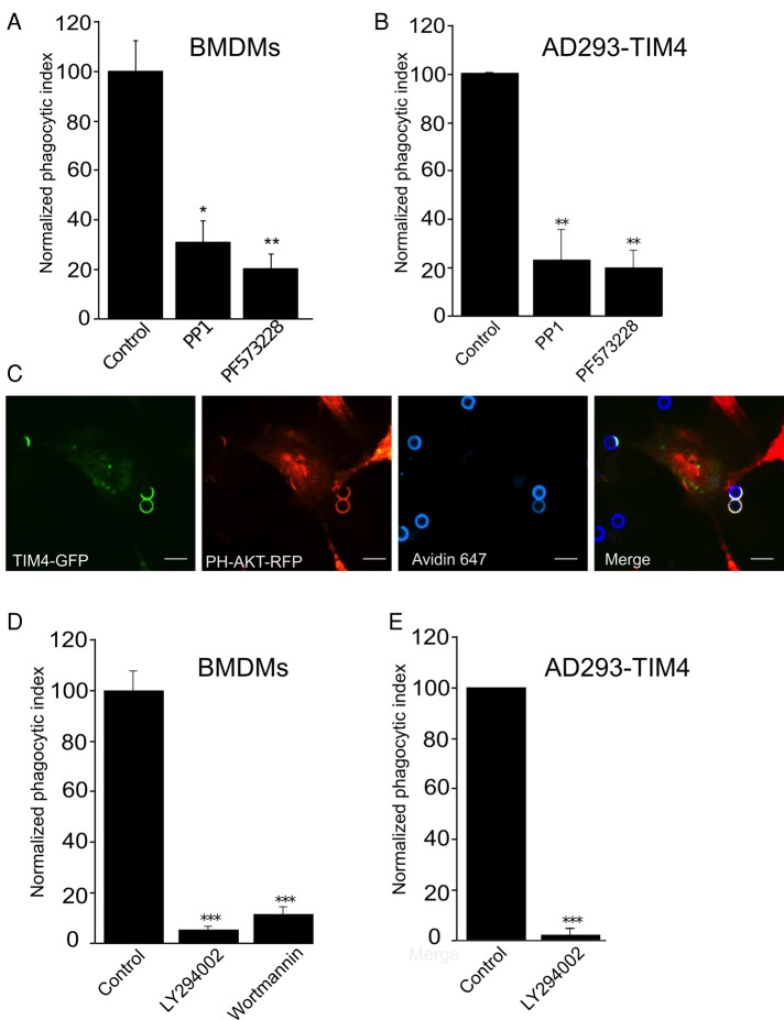 FIGURE 6: