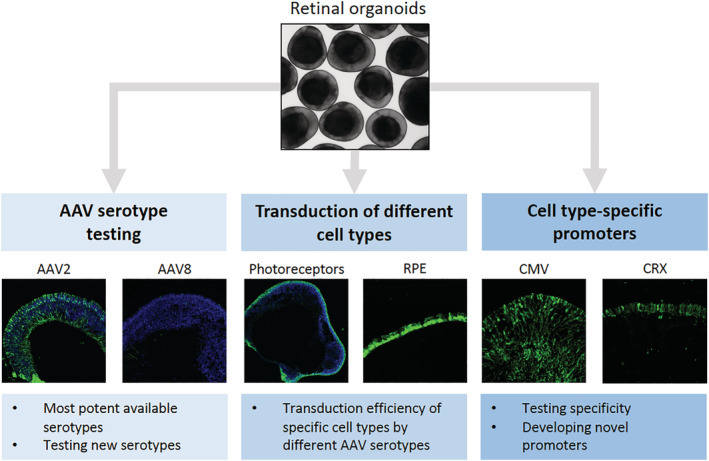 FIGURE 3