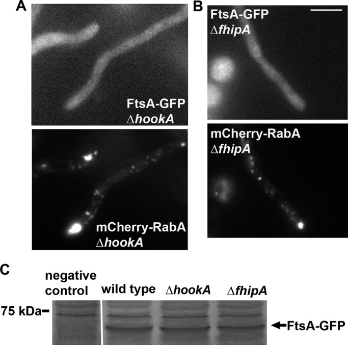 FIGURE 5: