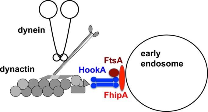 FIGURE 7: