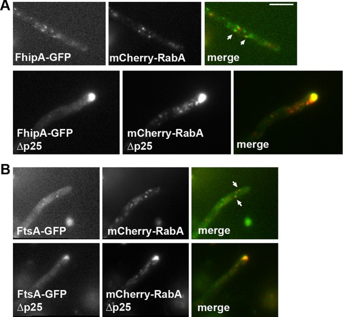 FIGURE 4: