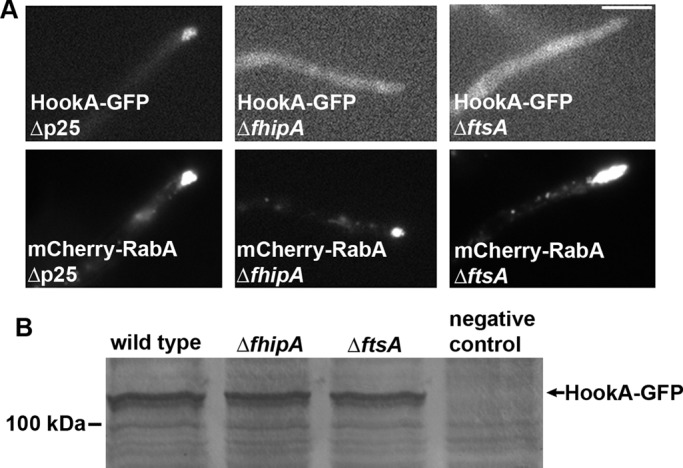 FIGURE 3: