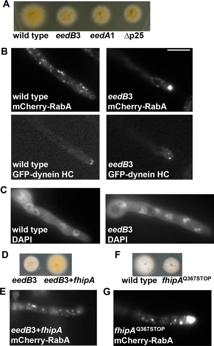 FIGURE 1: