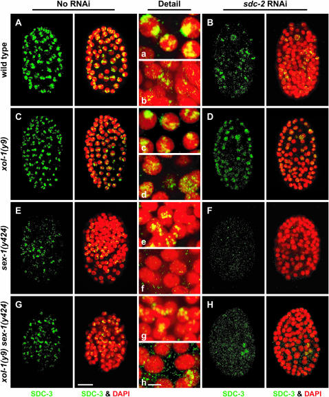 Figure 4.—