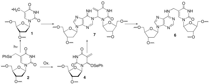 Scheme 2