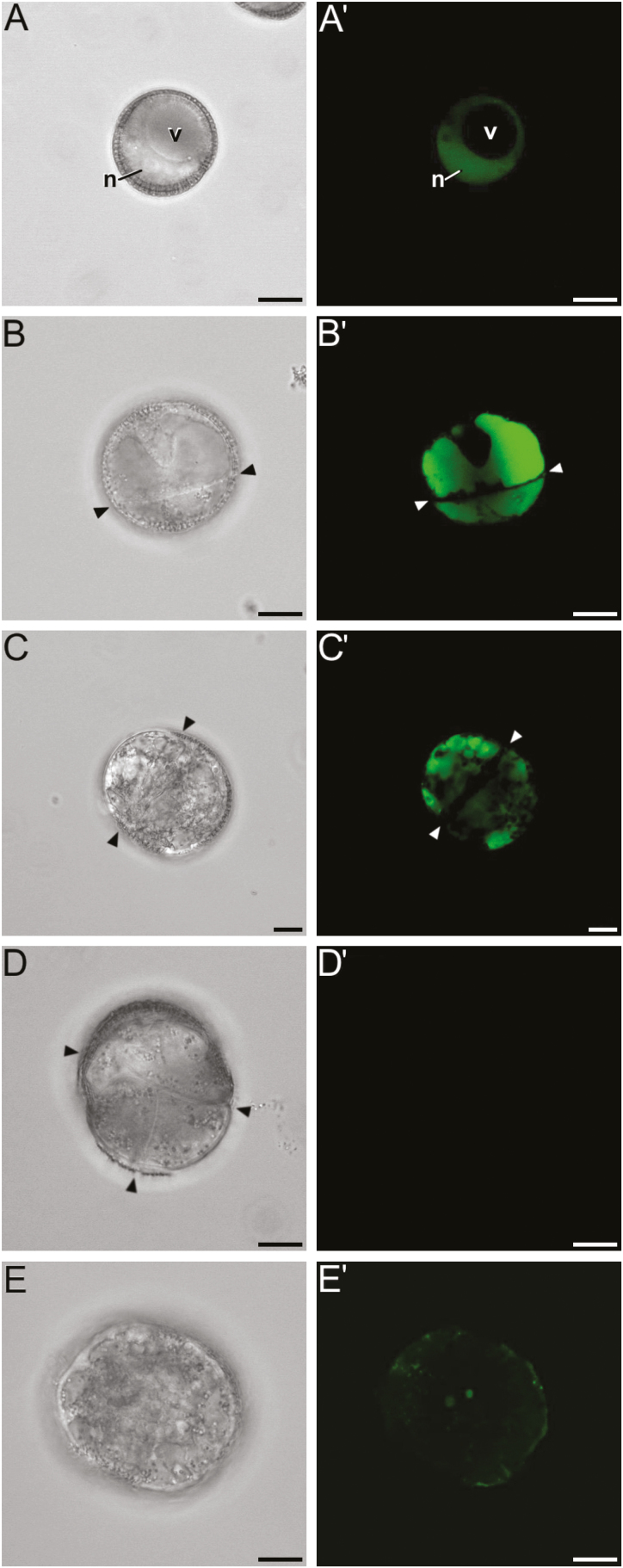 Fig. 4.