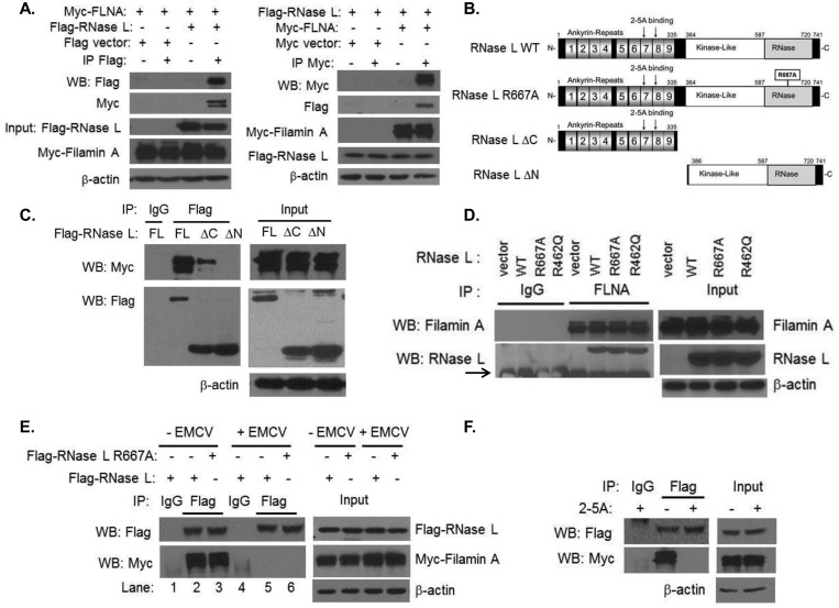 FIG 1 