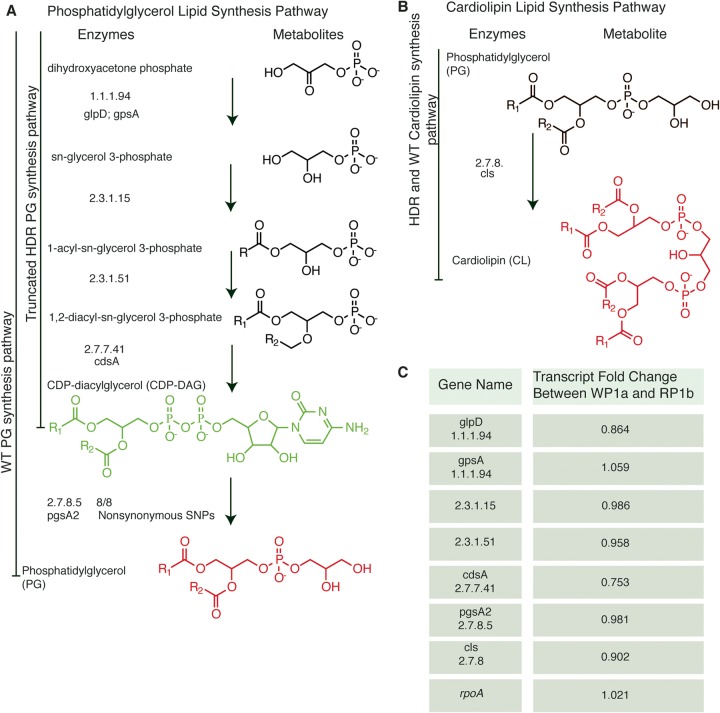 FIG 3 