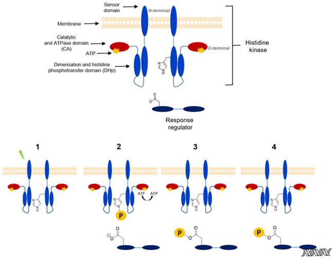 Figure 1 :