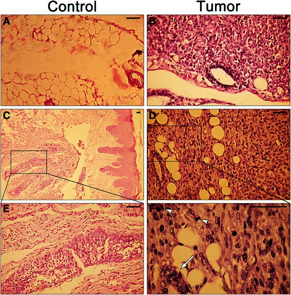 Fig. 8