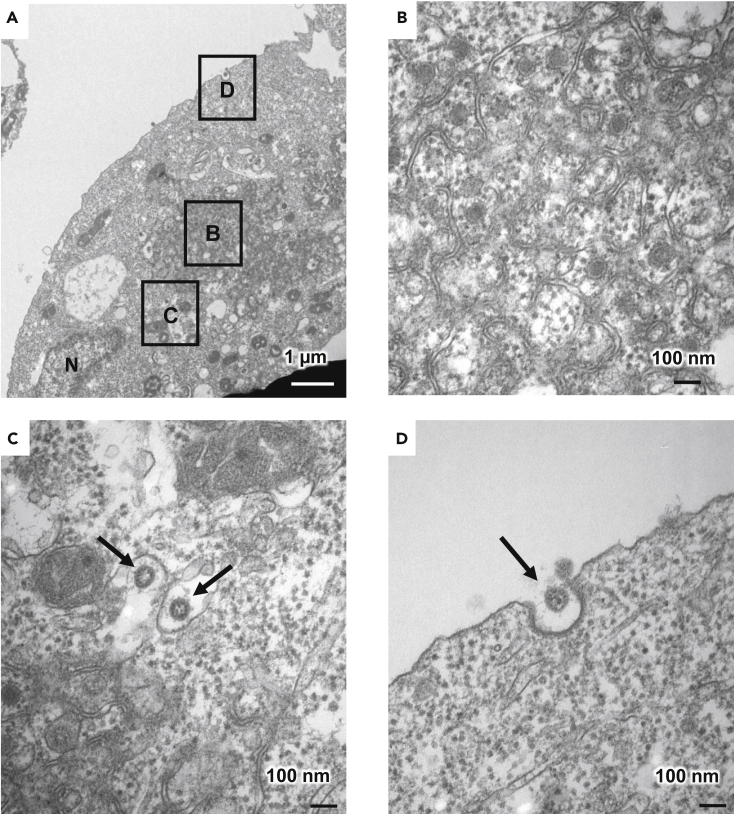 Figure 2