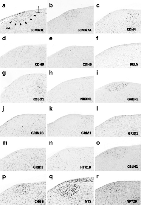 Fig. 10