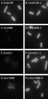 FIG. 2.