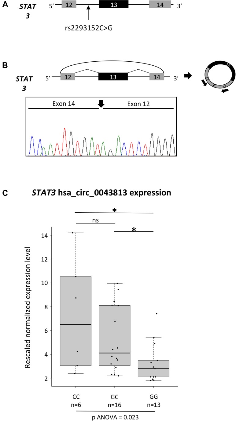 FIGURE 1