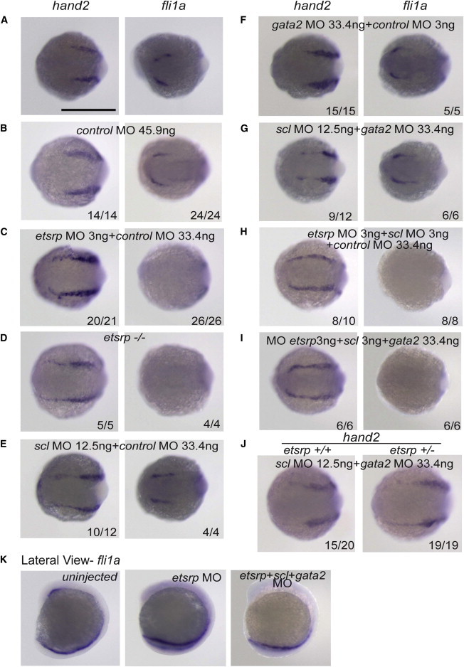 Figure 2