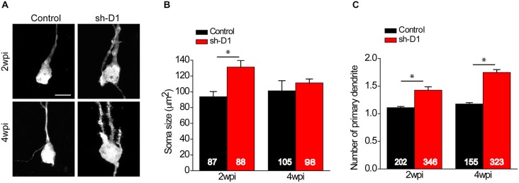 Figure 2