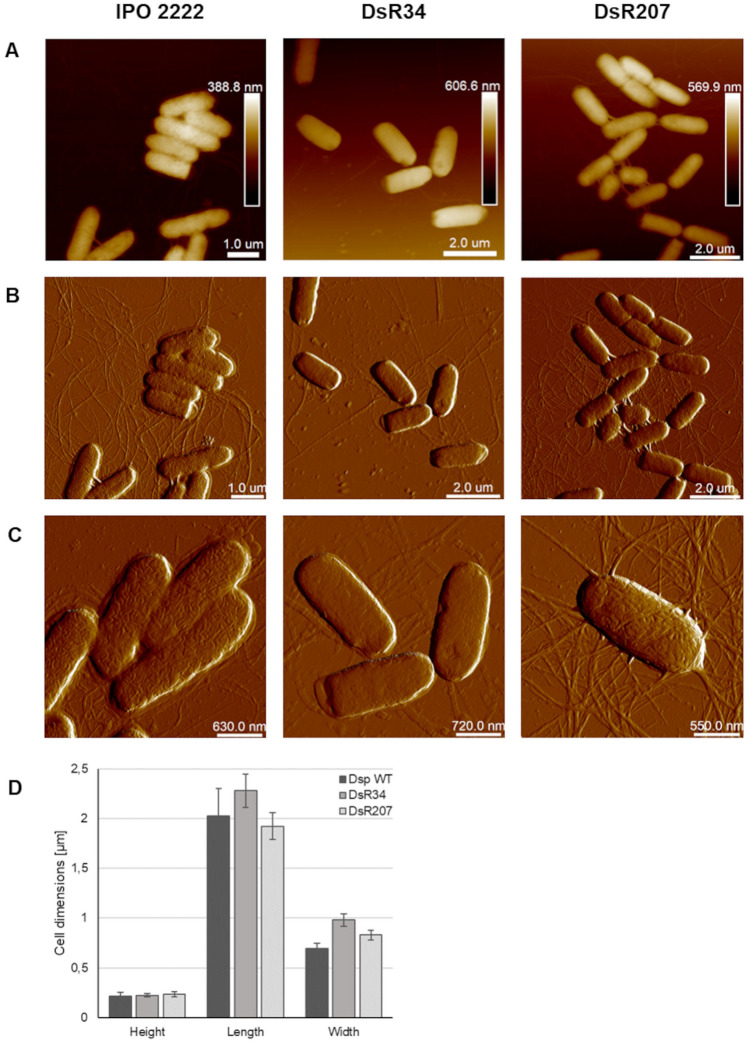 Spontaneous Mutations In Hlyd And Tuf Genes Result In Resistance Of Dickeya Solani Ipo 2222 To 3738