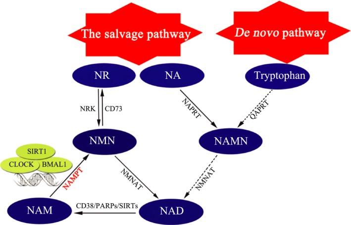 Figure 1