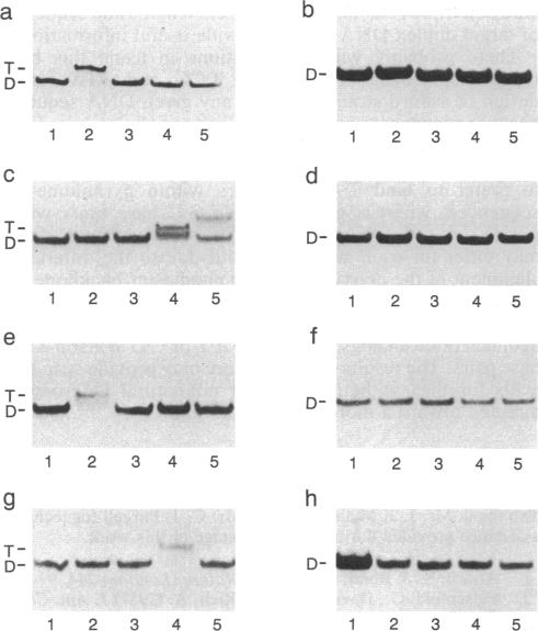 graphic file with name pnas01083-0183-a.jpg