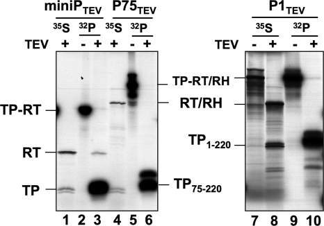 Fig. 8.