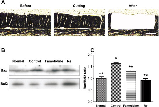 Fig. 4