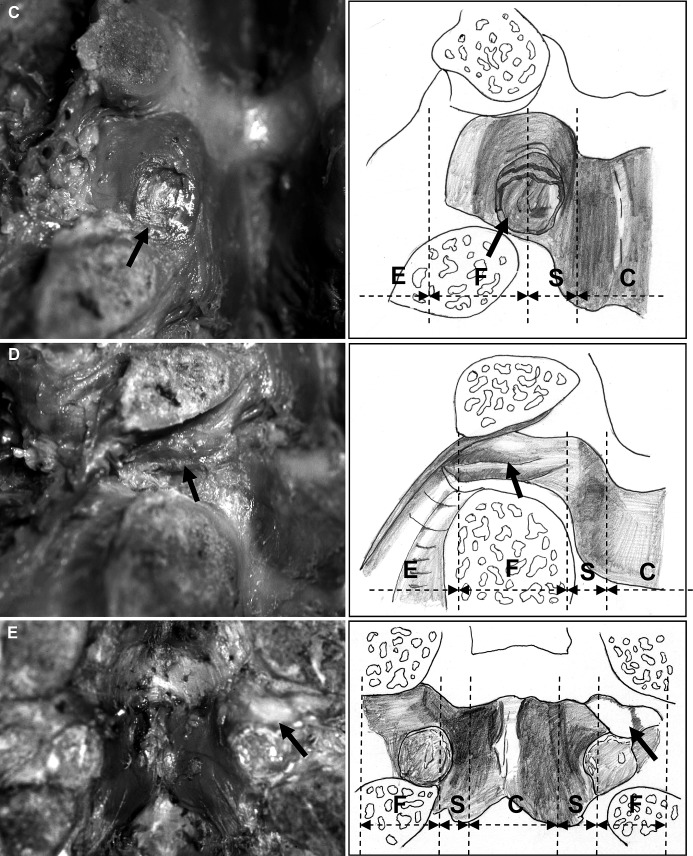 Fig. 5