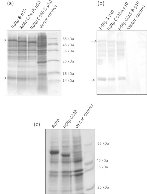 Supplementary Fig. 2