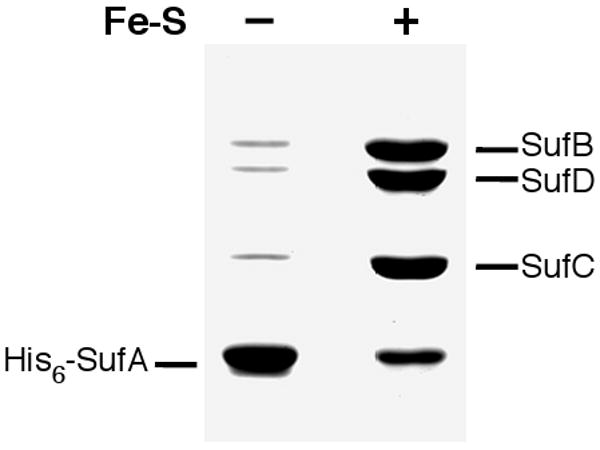 Figure 8