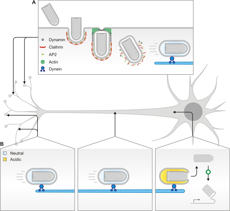 Fig 10