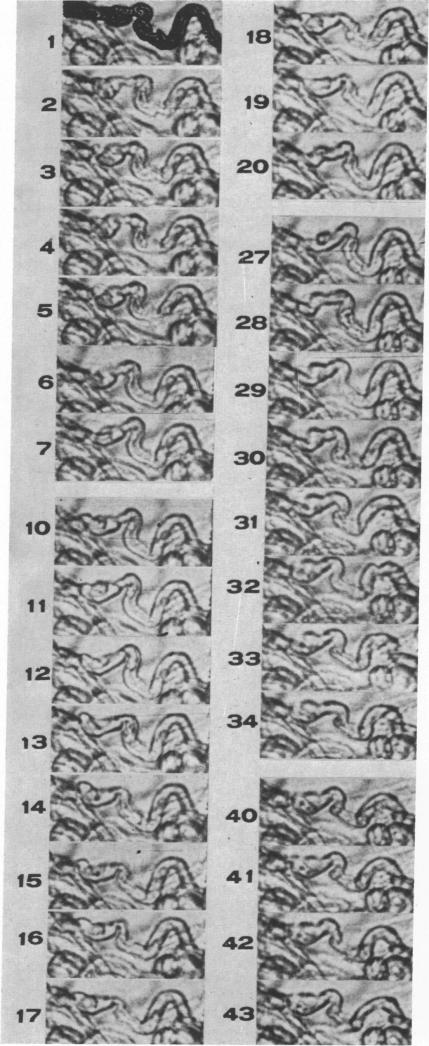 graphic file with name pnas00131-0249-a.jpg