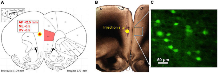 FIGURE 1