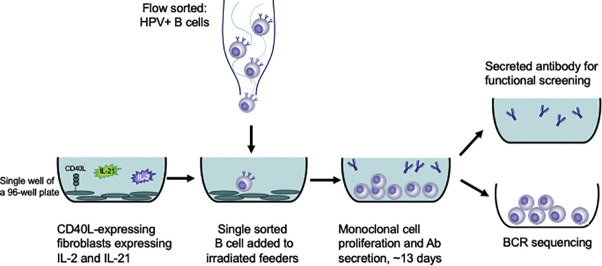 Unlabelled Image