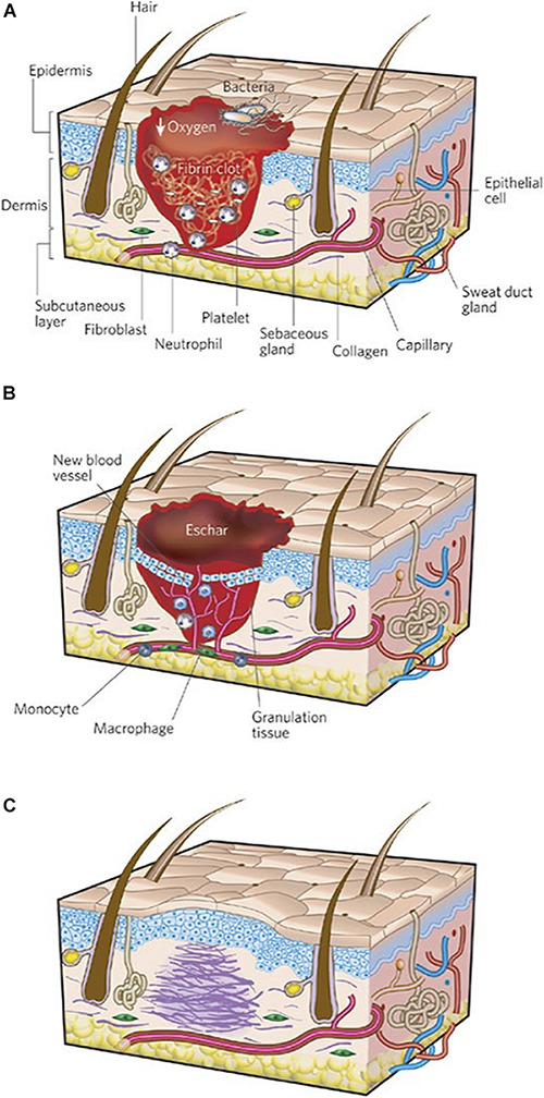 FIGURE 1