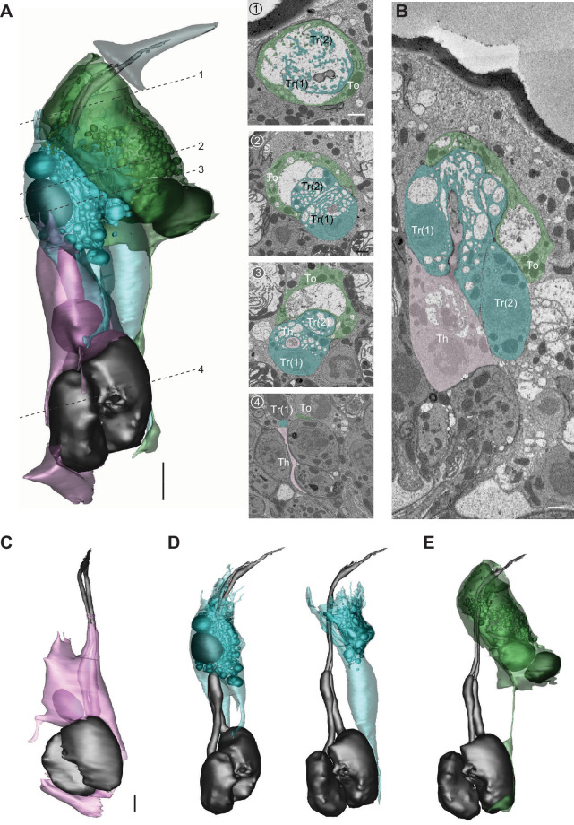 Figure 11.