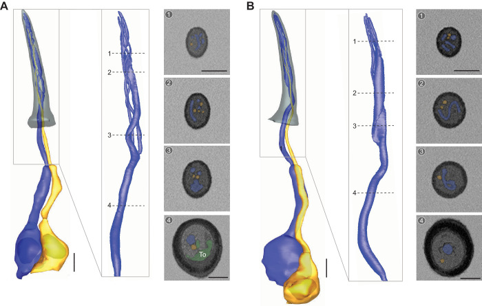 Figure 5—figure supplement 1.