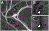 Figure 11: