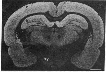 graphic file with name pnas00348-0350-a.jpg