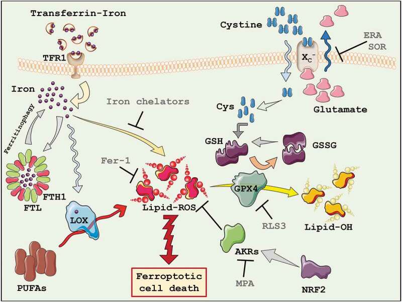 Figure 1.