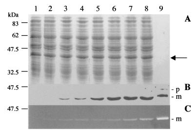 FIG. 7