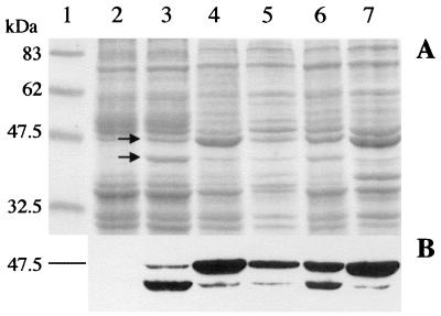 FIG. 3