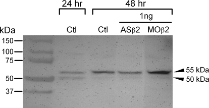 FIG. 5.