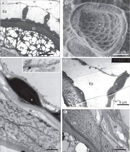 Fig. 8.