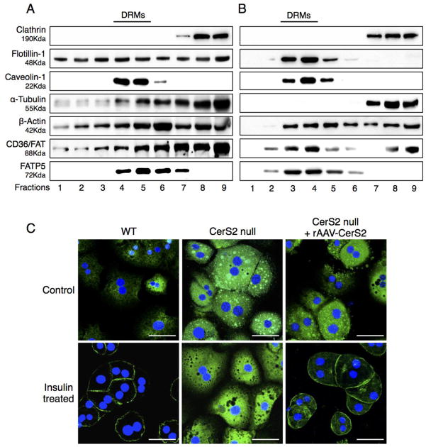 Fig. 11