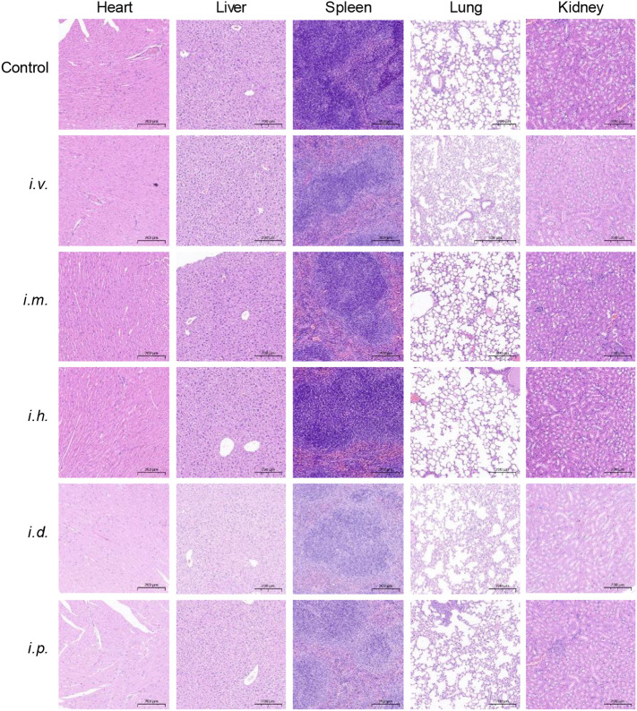 Fig. 9