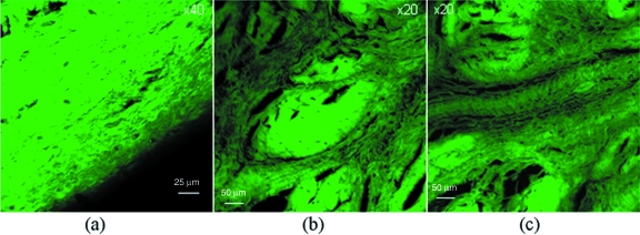 Fig. 10