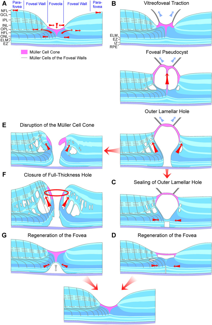 Fig. 7