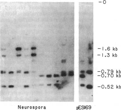 graphic file with name pnas00363-0322-h.jpg