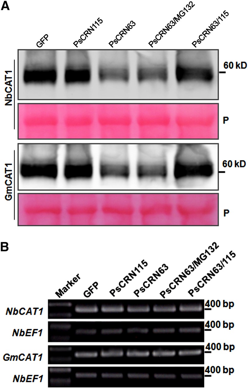 Figure 7.